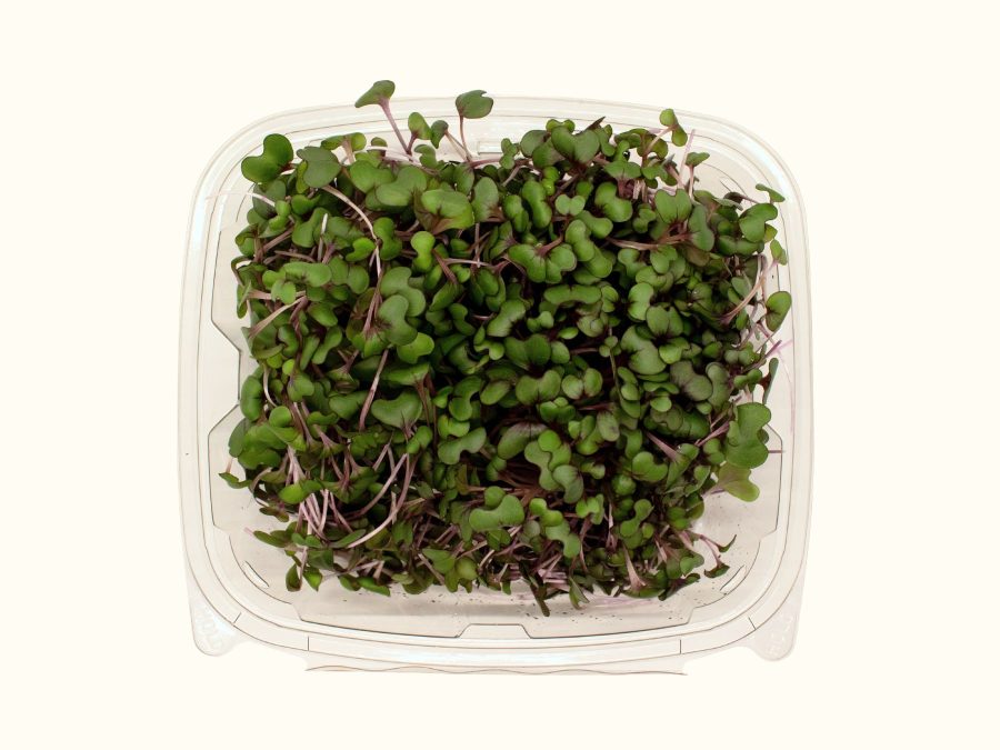 Red Acre Cabbage Microgreens